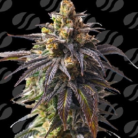 Auto Velvet Drip > Original Sensible Seeds